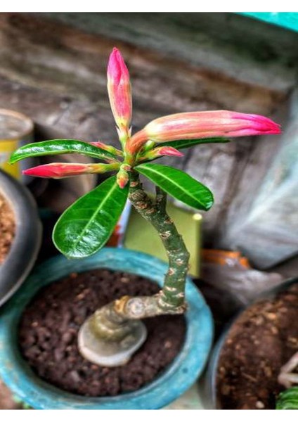 Çöl Gülü Pembe Renkli (20 50 Cm)1 Adet Saksılı Dış Mekan Balkon Bitkisi modelleri