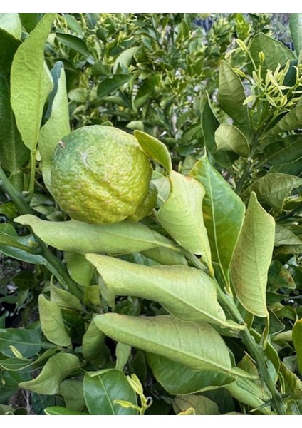 Çok Nadir Bir Çeşit Tüplü Çekirdeksiz Dekopon Mandalina Fidanı Yaş 3 Boy 100-130 cm