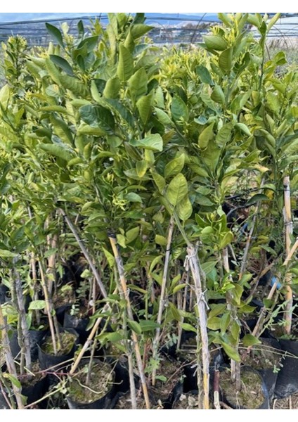 Çok Nadir Bir Çeşit Tüplü Çekirdeksiz Dekopon Mandalina Fidanı Yaş 3 Boy 100-130 cm