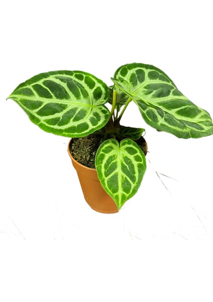 Anthurium Crystallinum