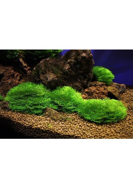 İthal Bitki Riccia Fluitans Moss In Vitro Canlı Bitki