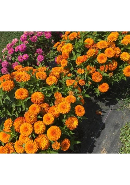 Zinnia ( Kirli Hanım ) Büyük Geniş Çiçekli - Turuncu ( 5 Tohum ) fırsatları