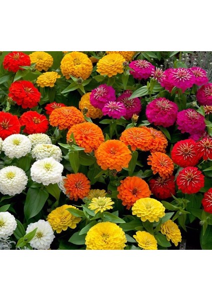 Zinnia ( Kirli Hanım ) Büyük Geniş Çiçekli - Turuncu ( 5 Tohum ) indirimleri
