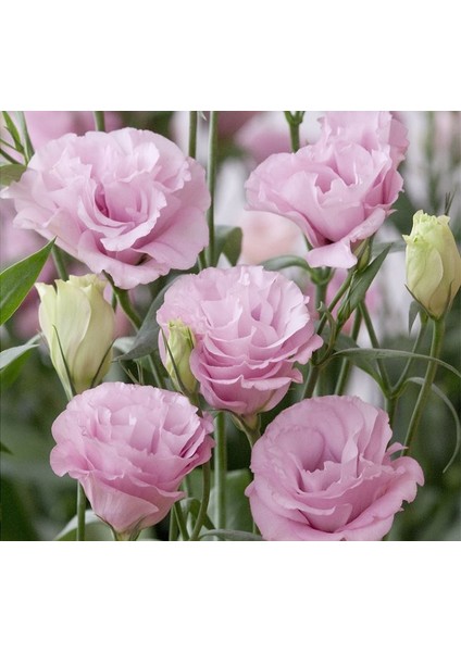 Lisianthus ( Lale Gül ) Advantage Serisi - Pembe ( 5 Tohum )