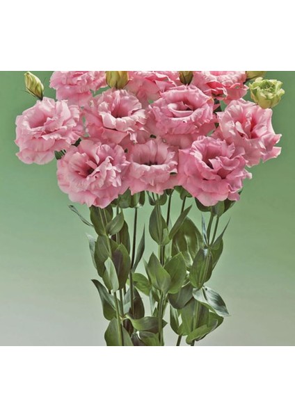 Lisianthus ( Lale Gül ) Advantage Serisi - Pembe ( 5 Tohum )