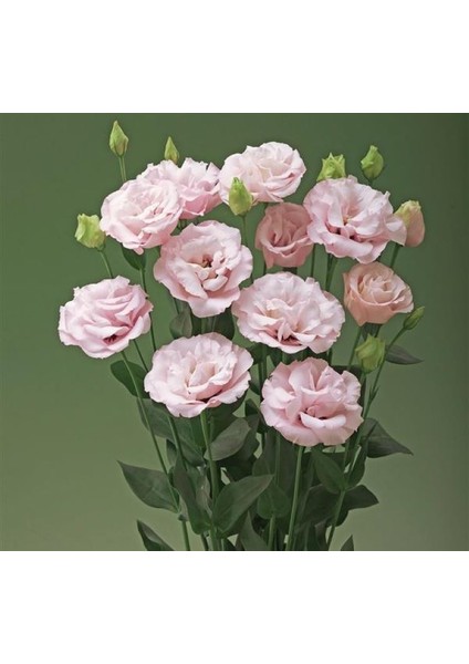 Lisianthus ( Lale Gül ) Advantage Serisi - Pembe ( 5 Tohum )