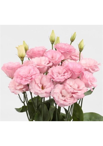 Lisianthus ( Lale Gül ) Advantage Serisi - Pembe ( 5 Tohum )