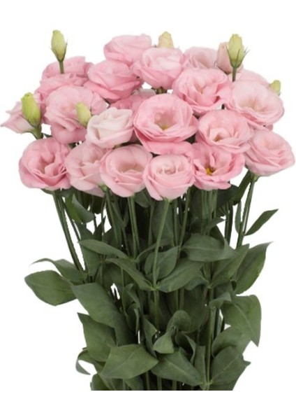 Lisianthus ( Lale Gül ) Advantage Serisi - Pembe ( 5 Tohum )