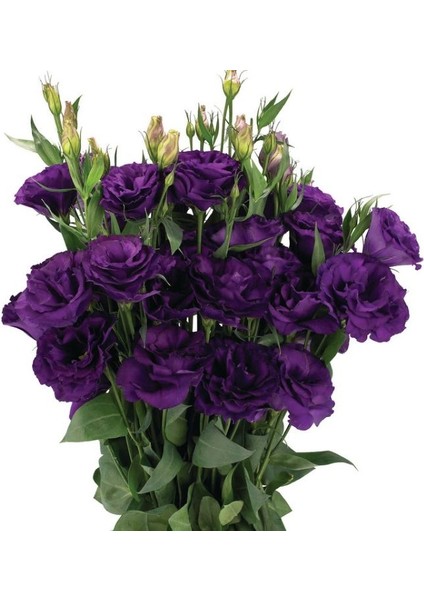 Lisianthus ( Lale Gül ) Advantage Serisi - Mor ( 5 Tohum )