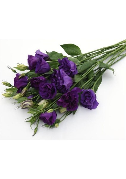 Lisianthus ( Lale Gül ) Advantage Serisi - Mor ( 5 Tohum )