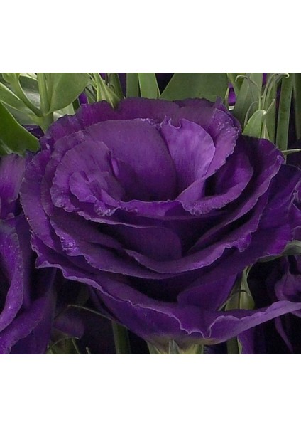 Lisianthus ( Lale Gül ) Advantage Serisi - Mor ( 5 Tohum )