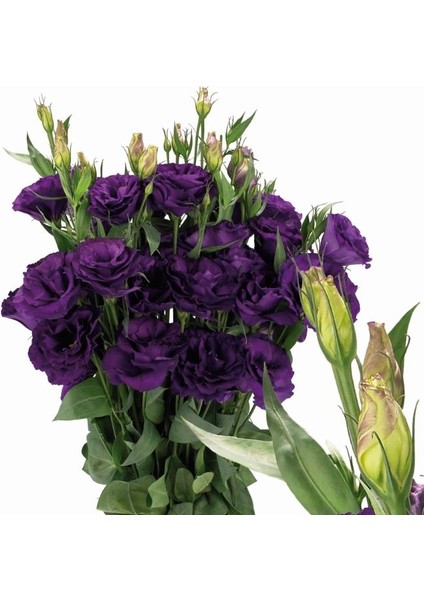 Lisianthus ( Lale Gül ) Advantage Serisi - Mor ( 5 Tohum )