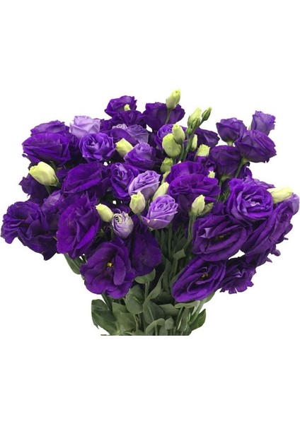 Lisianthus ( Lale Gül ) Advantage Serisi - Mor ( 5 Tohum )