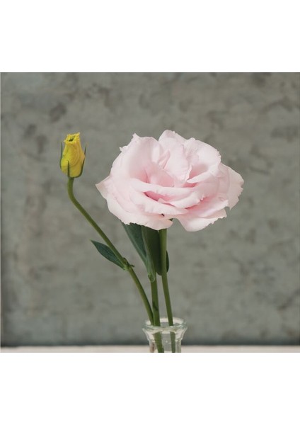 Lisianthus ( Lale Gül ) Gelin Buketi serisi - Pembe ( 5 Tohum )