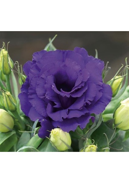 Lisianthus ( Lale Gül ) Julyet serisi - Mavi ( 5 Tohum )