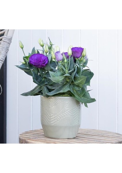 Lisianthus ( Lale Gül ) Julyet serisi - Mavi ( 5 Tohum )