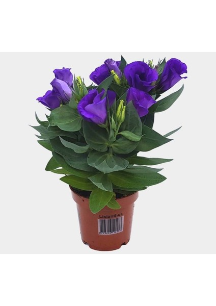 Lisianthus ( Lale Gül ) Julyet serisi - Mavi ( 5 Tohum )