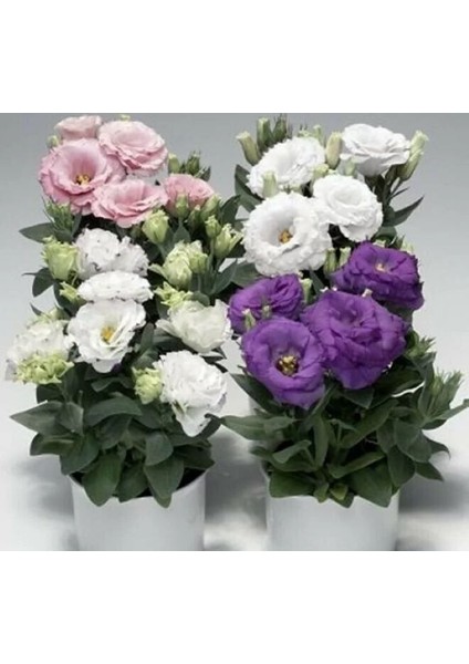 Lisianthus ( Lale Gül ) Julyet serisi - Mavi ( 5 Tohum )