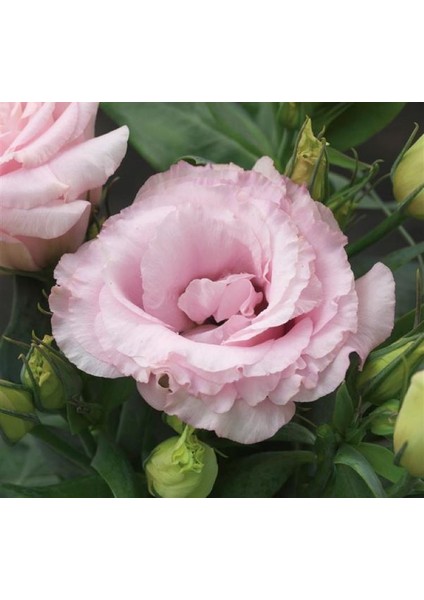 Lisianthus ( Lale Gül ) Julyet serisi - Pembe ( 5 Tohum )