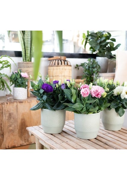 Lisianthus ( Lale Gül ) Julyet serisi - Pembe ( 5 Tohum )