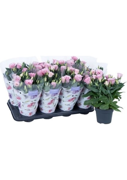 Lisianthus ( Lale Gül ) Julyet serisi - Pembe ( 5 Tohum )