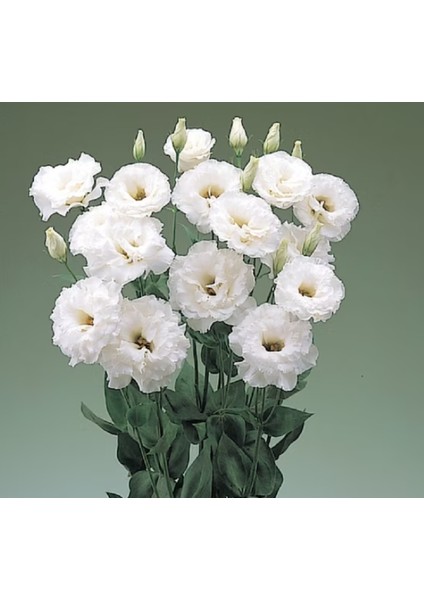 Lisianthus ( Lale Gül ) Büyü serisi - Beyaz ( 5 Tohum )