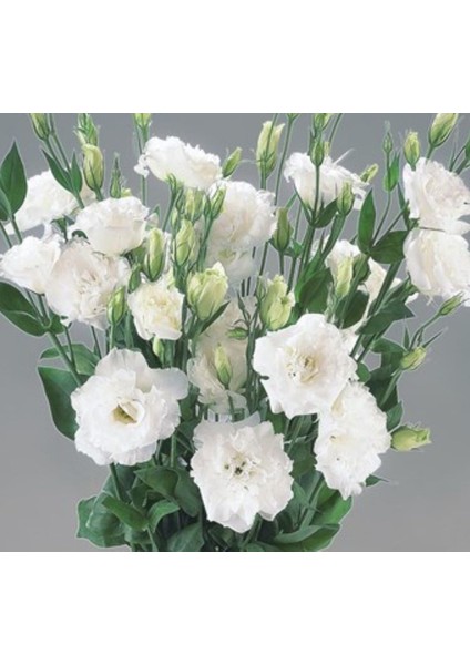 Lisianthus ( Lale Gül ) Büyü serisi - Beyaz ( 5 Tohum )