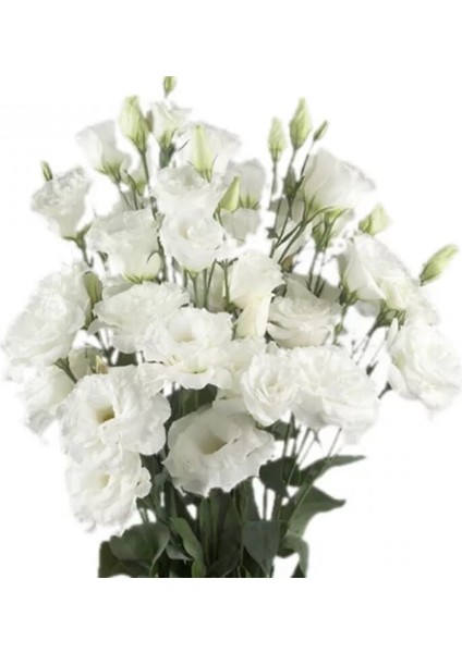 Lisianthus ( Lale Gül ) Büyü serisi - Beyaz ( 5 Tohum )