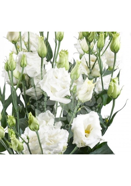 Lisianthus ( Lale Gül ) Büyü serisi - Beyaz ( 5 Tohum )