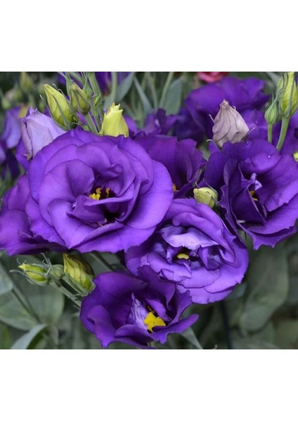 Lisianthus ( Lale Gül ) Büyü serisi - Koyu Mavi ( 5 Tohum )