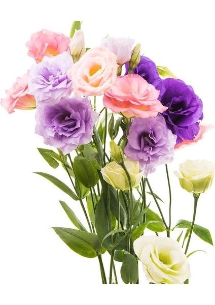 Lisianthus ( Lale Gül ) Advantage Serisi - Karışık ( 5 Tohum )