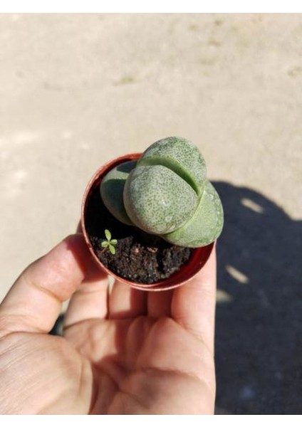 Taş Kaktüs Sukulent (5-10 Cm) 1 Adet Saksılı Dekoratif Bitki fiyatları