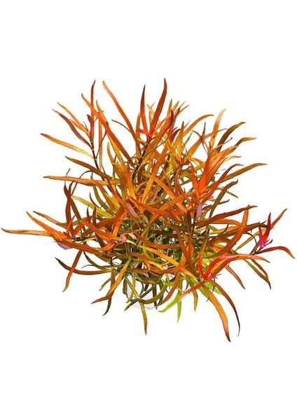 Ludwigia Brevipes Saksı Canlı Bitki