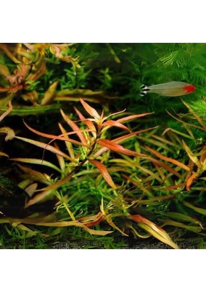 Ludwigia Brevipes Saksı Canlı Bitki fiyatları