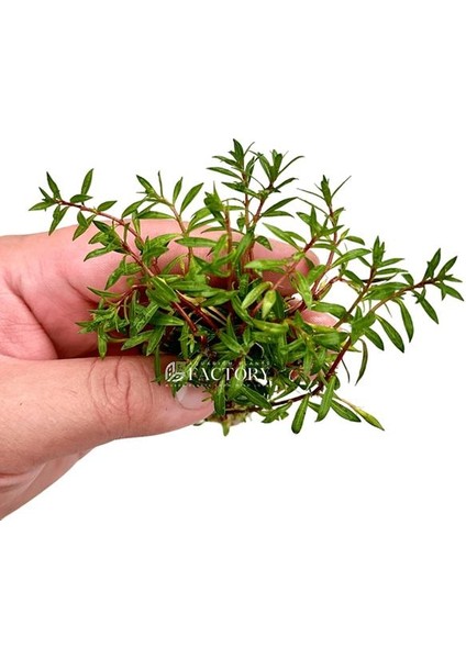 Ludwigia Brevipes Saksı Canlı Bitki modelleri