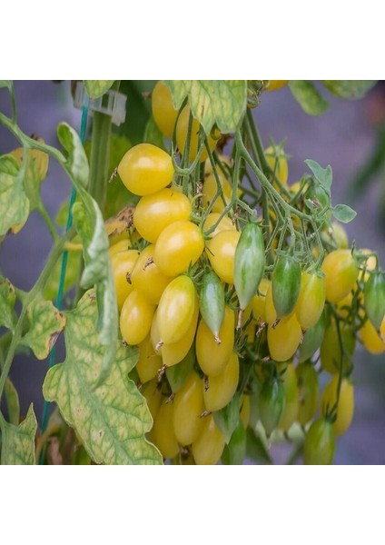 Barry's Crazy Cherry Domates Tohumu (15 Tohum)