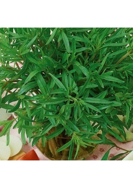 Zahter Kekiği Tohumu