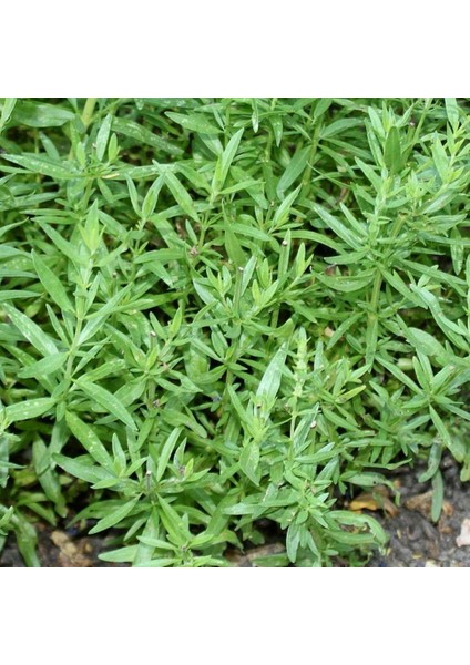 Zahter Kekiği Tohumu fiyatları