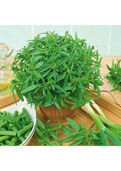 Zahter Kekiği Tohumu modelleri