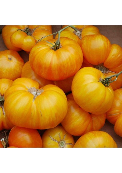 Big Yellow Domates (Tomatoes) Tohumu (15 Tohum)