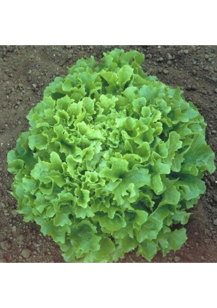 Waldman's Green Marul Tohumu (100 Tohum)