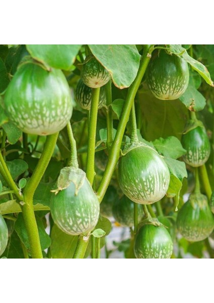 Green Giant Thai Dev Patlıcan Tohumu (15 Tohum)