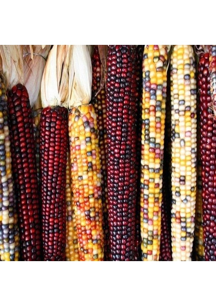 Doğal Renkli Hint Mısırı Tohumu (20 Tohum)