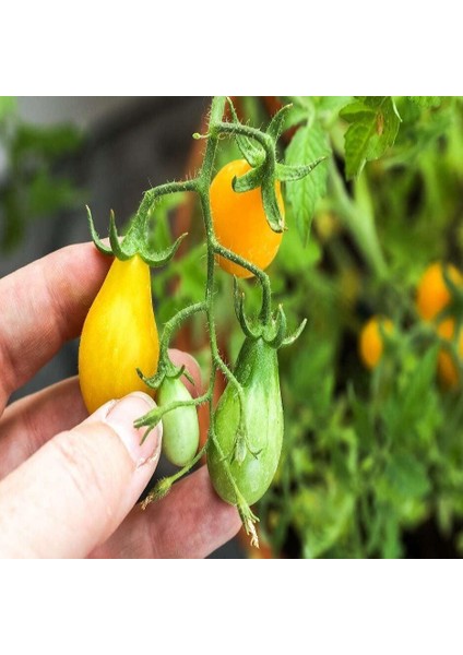 Armut Görünümlü Yellow Pear Domates Tohumu (15 Tohum)