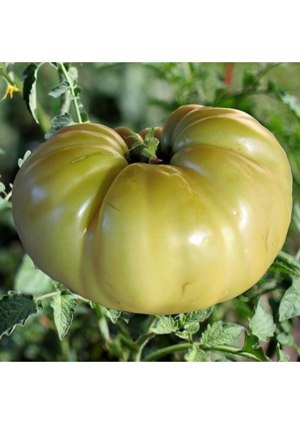 Doğal Great White Domates Tohumu (20 Adet)