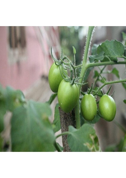 Green Rahibe Domates Tohumu (15 Tohum)