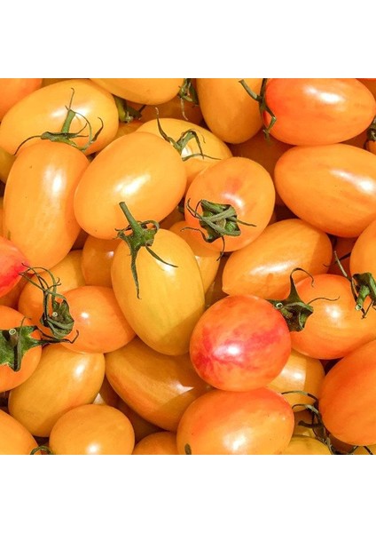 Blush Cherry Kahvaltılık Domates Tohumu (15 Tohum)