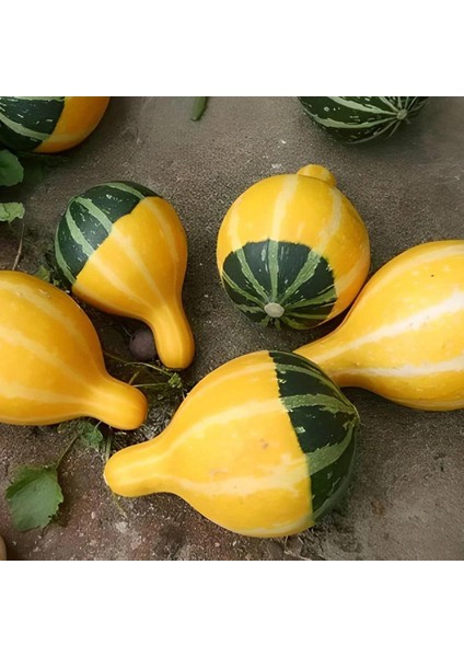 Karışık Süs Kabağı Tohumu 1 Paket (10 Adet)