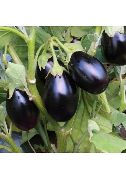 Koyu Mor Kamo Patlıcan Tohumu (15 Tohum)