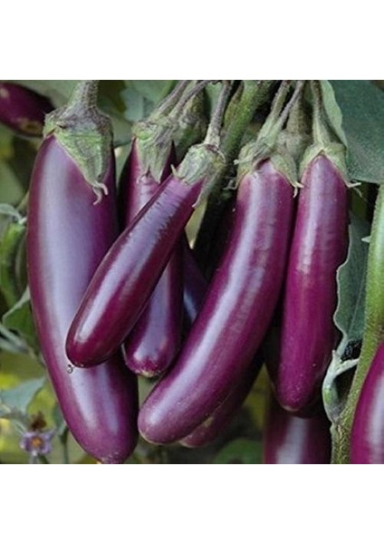 Doğal Long Purple Patlıcan Tohumu (50 Tohum)